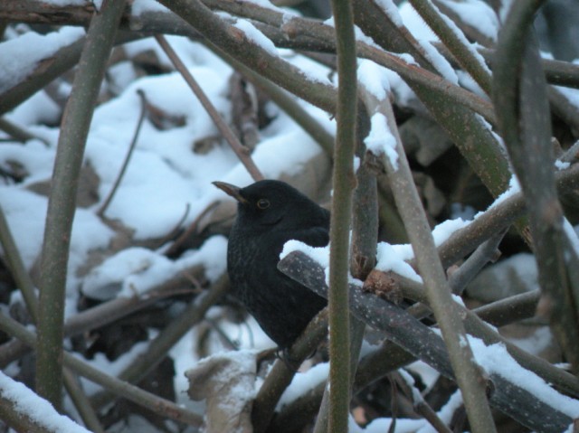 dalla finestra di casa...